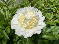 Paeonia lactiflora, 'Cheddar Supreme' herbaceous peony