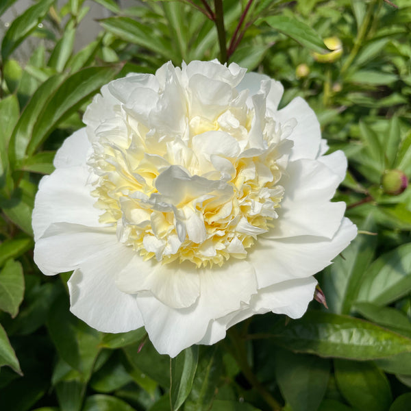 Paeonia lactiflora 　アレドクラシック　イタリア製 Paeonia Lactiflora: The Ancient Flower That's Taking Gardens by