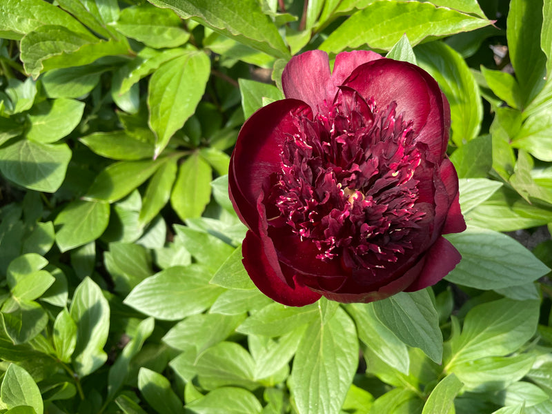 Paeonia, 'Chocolate Soldier' hybrid herbaceous peony