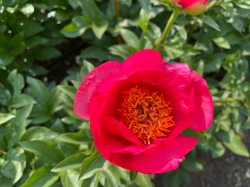 Paeonia, 'Claudia' hybrid herbaceous peony
