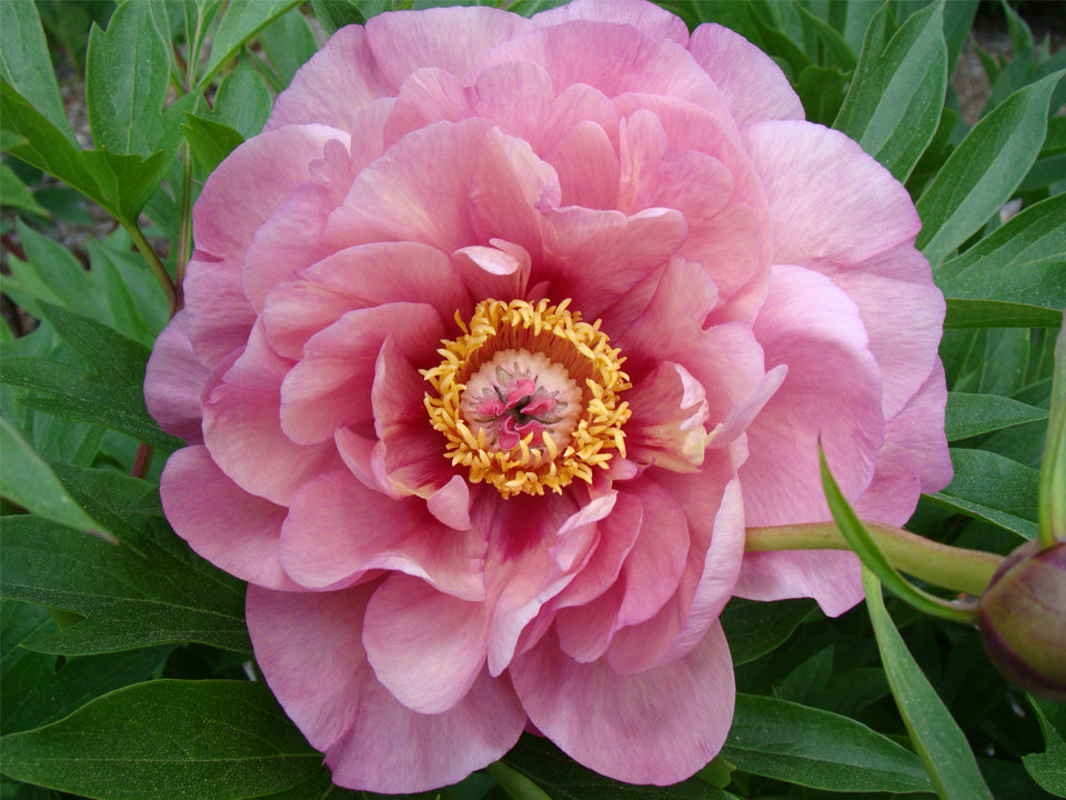 Paeonia, 'Double Bubble Pink' itoh intersectional peony