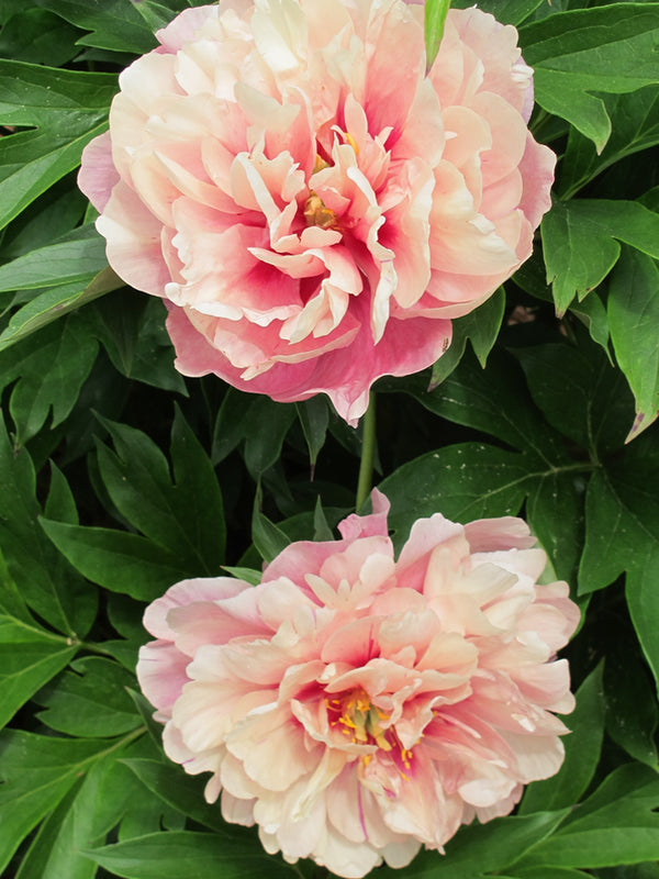 Paeonia, 'Double Bubble Pink' itoh intersectional peony