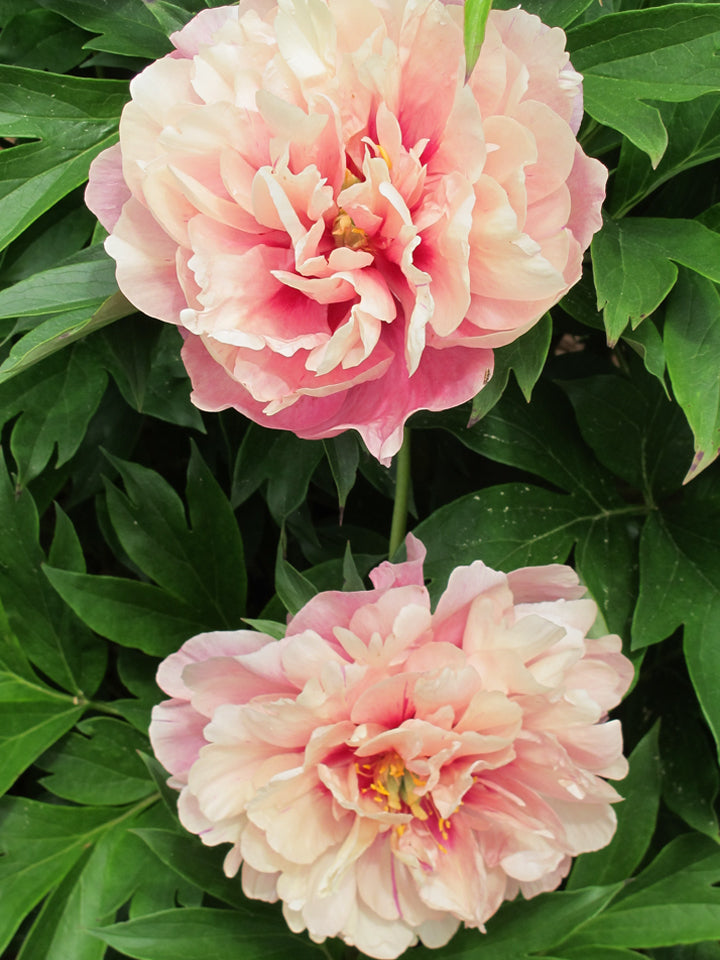 Paeonia, 'Double Bubble Pink' itoh intersectional peony
