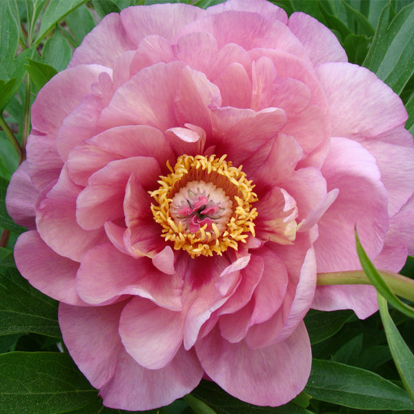 Paeonia, 'Double Bubble Pink' itoh intersectional peony PICK UP