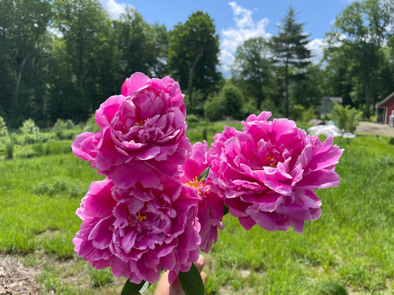 peony house plant Paeonia lactiflora, 'Eternal Red' Chinese herbaceous peony – Cricket Hill Garden