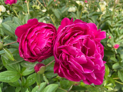 Paeonia lactiflora, 'Eternal Red' Chinese herbaceous peony