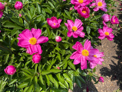 Paeonia lactiflora, 'Fen Yu Nu' Chinese herbaceous peony