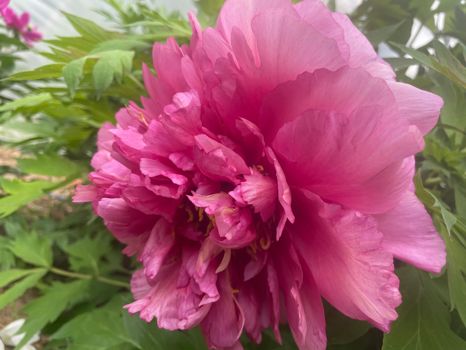 Paeonia, 'Gemini' hybrid tree peony – Cricket Hill Garden