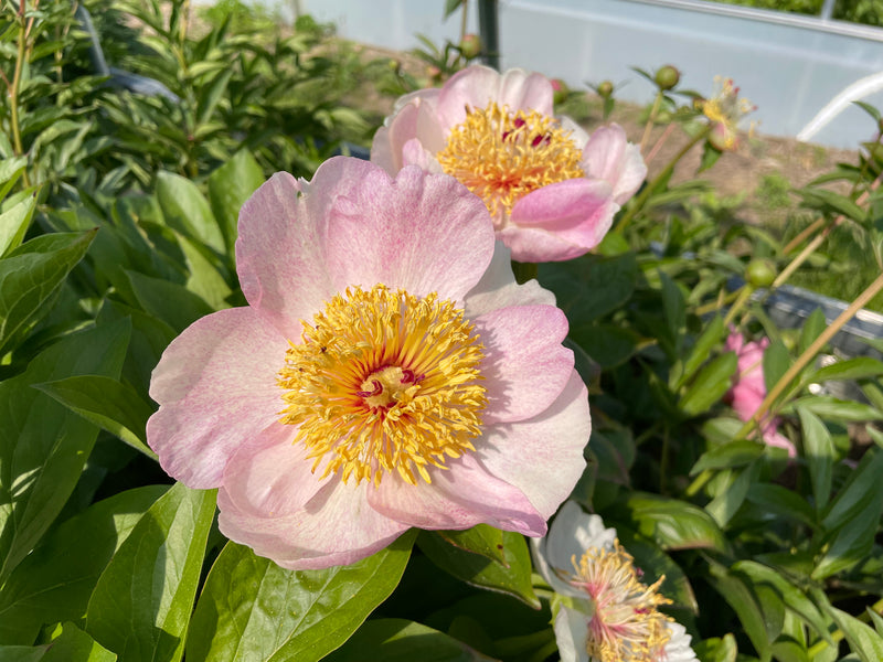 Paeonia, 'Gloria's Angel' hybrid herbaceous peony