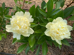Paeonia, 'Goldilocks' hybrid herbaceous peony