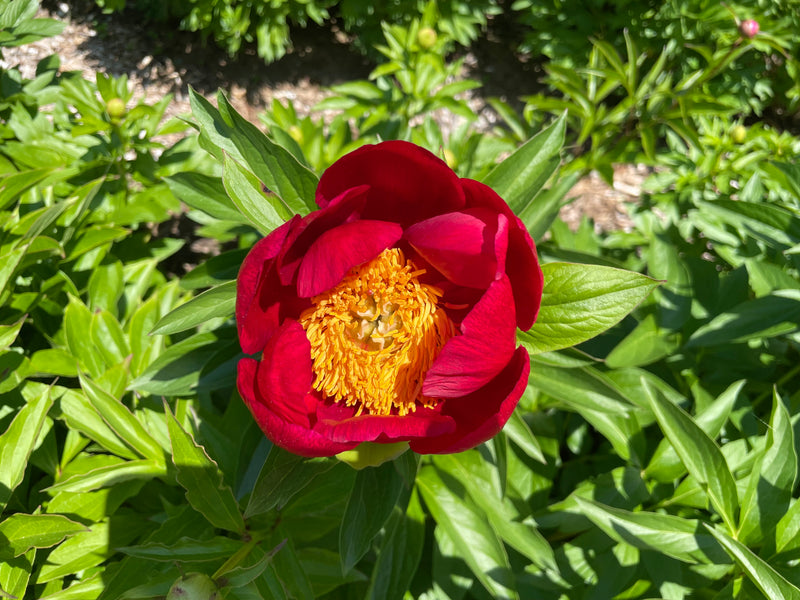 Paeonia, 'Good Cheer' hybrid herbaceous peony