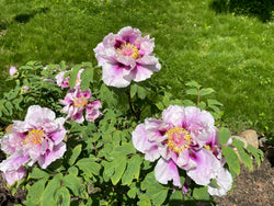 tree peony lavender Guardian of the Monastery