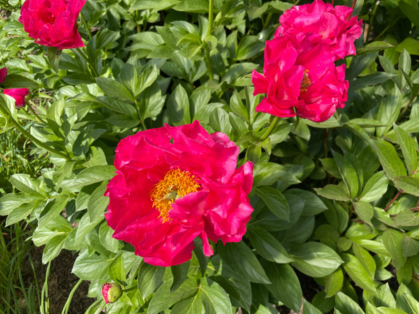 Paeonia, 'Laura Magnuson' hybrid herbaceous peony