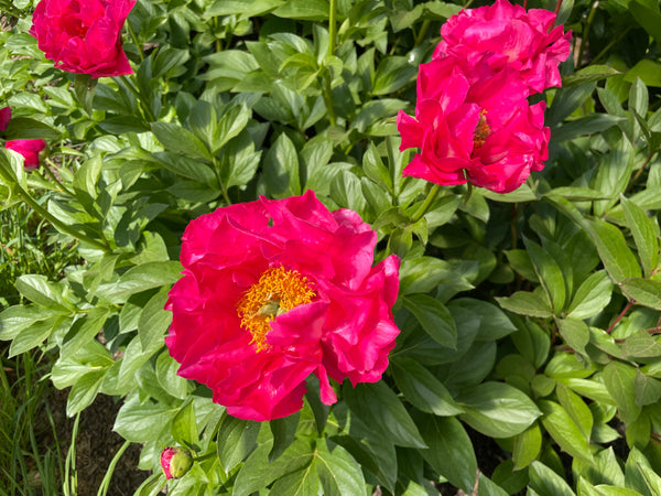 Paeonia, 'Laura Magnuson' hybrid herbaceous peony