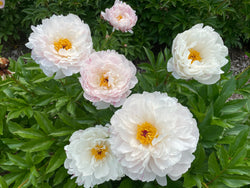 Paeonia lactiflora, 'Minnie Shaylor' herbaceous peony