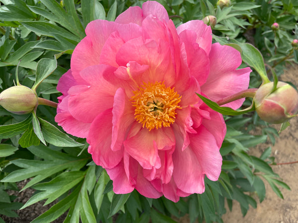 Paeonia, ' New Millennium' intersectional 'Itoh' peony
