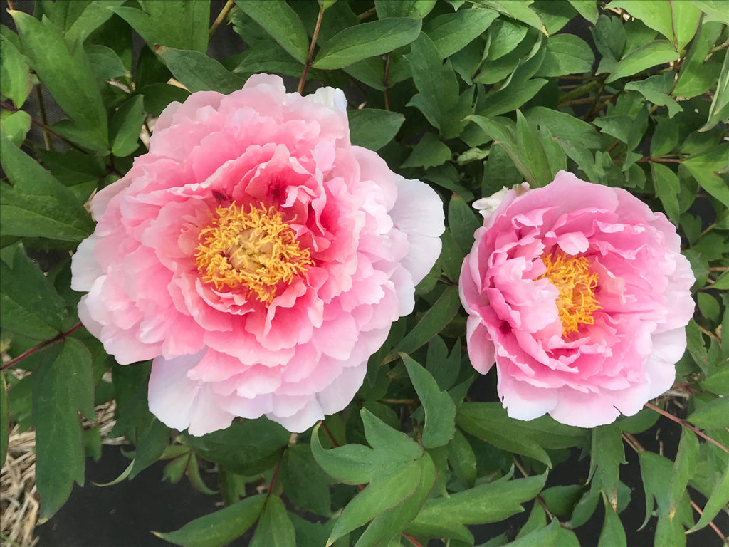 Peony Heaven Luminous Pink | Tree Peony – Cricket Hill Garden