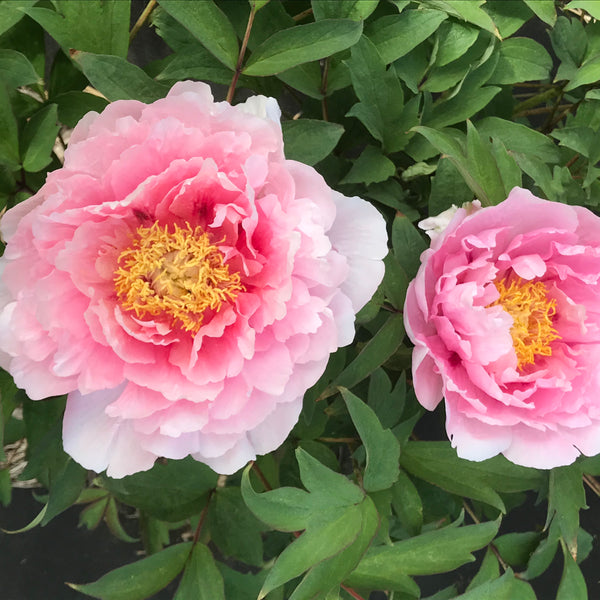 「Beaniebaby」 切り花品種バラ苗　Peony Re♡ Rose Beaniebaby様専用」 切り花品種バラ苗 Peony Re♡ Rose - メルカリ