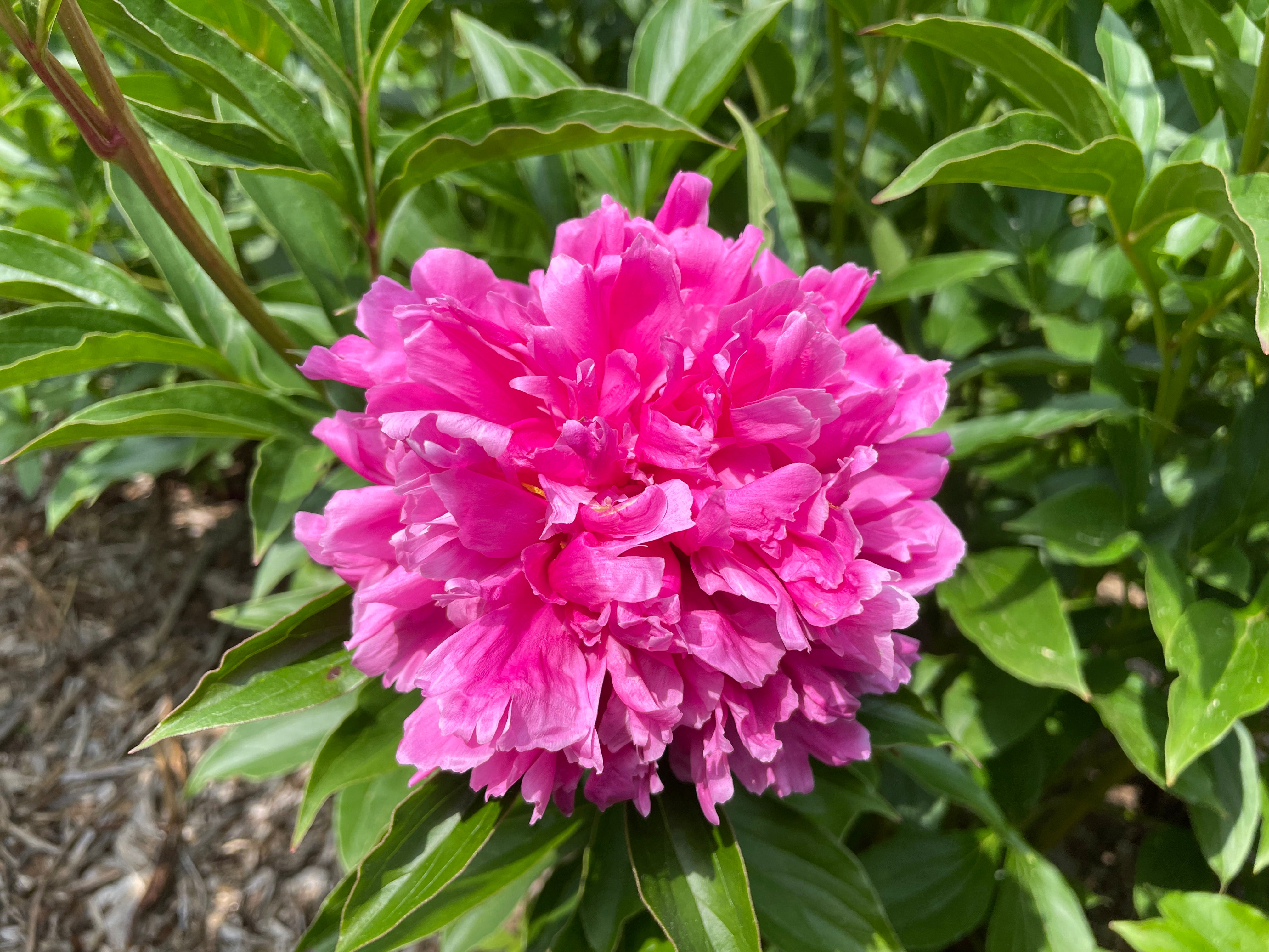 Paeonia lactiflora, 'Pure Red Gold' Chinese herbaceous peony Cricket