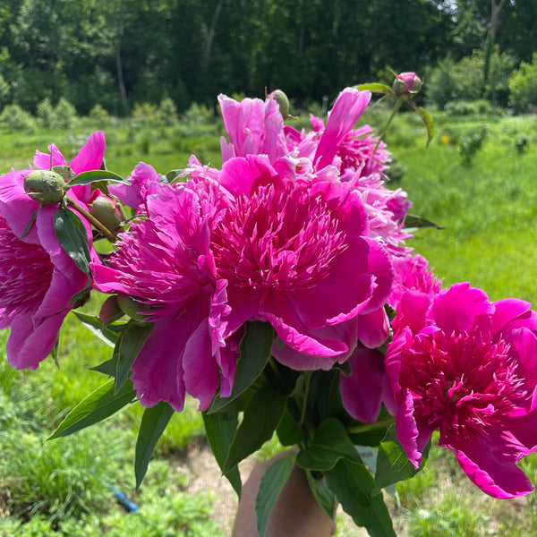 Paeonia lactiflora, 'Purple Phoenix Feather' Chinese herbaceous peony –  Cricket Hill Garden