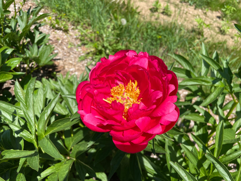 Paeonia, 'Raspberry Charm' hybrid herbaceous peony