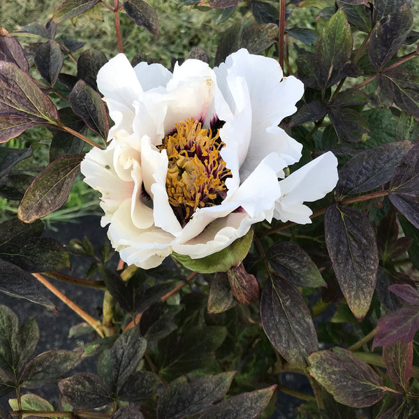 マーコ　クレイフラワー paeonia_red_cloud_reflected_in