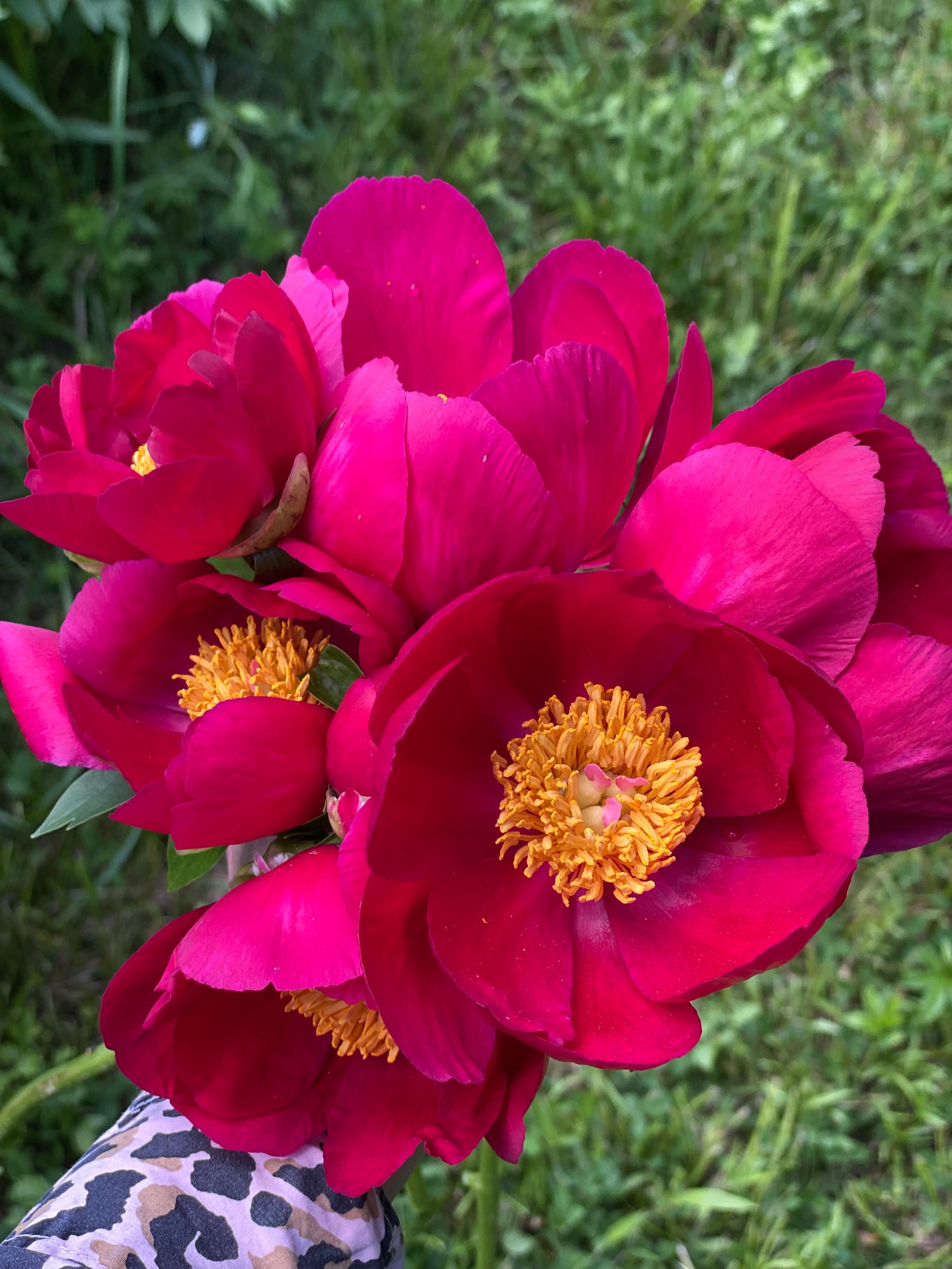 Scarlet O'Hara | Hybrid Red Peony – Cricket Hill Garden
