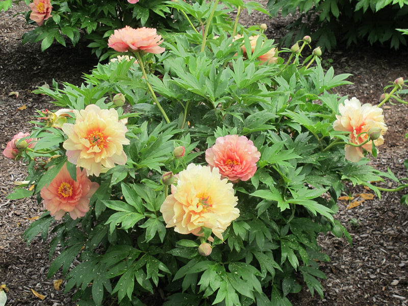 Paeonia, 'Summer Sunset' itoh intersectional peony