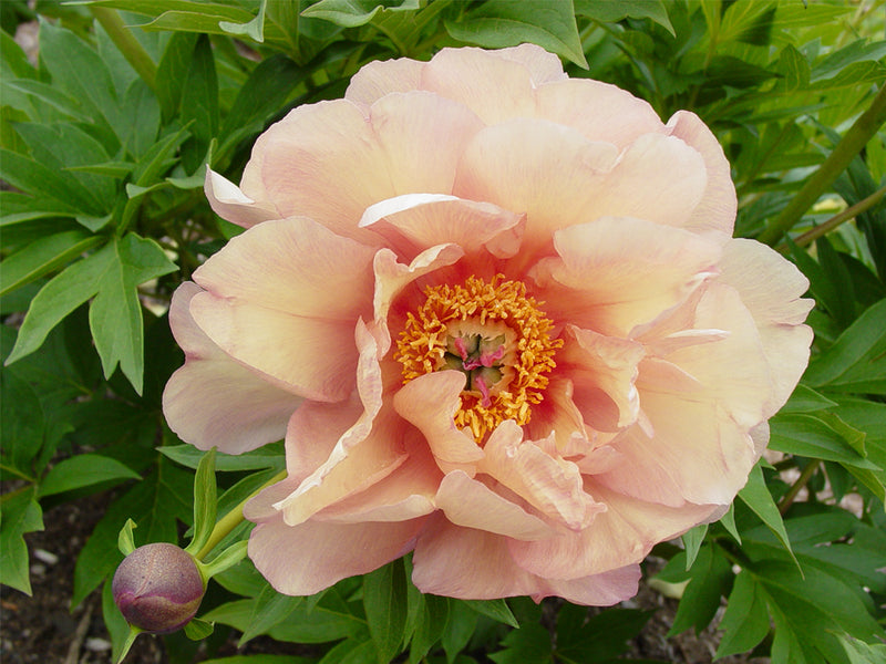 Paeonia, 'Summer Sunset' itoh intersectional peony