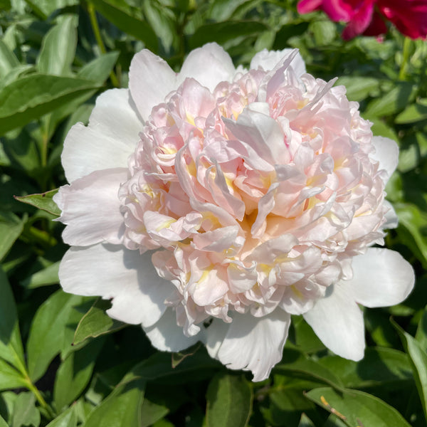 paeonia_top_brass_600x600_crop