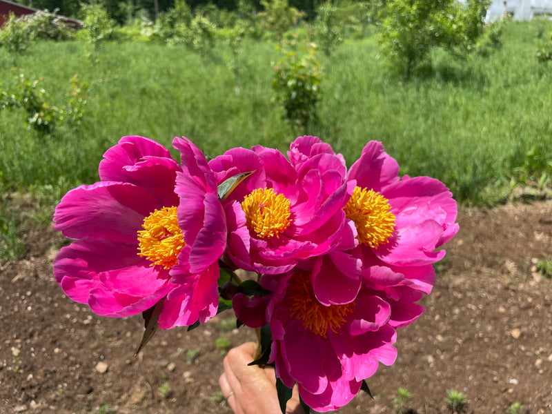 Paeonia lactiflora, 'Treasure of Red Rose' Chinese herbaceous peony
