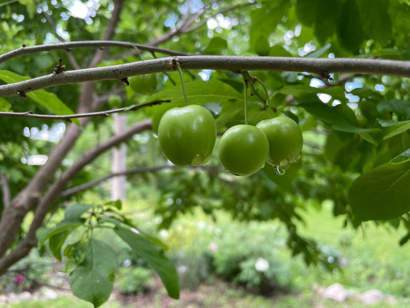 Prunus spp., 'Persian Green' Plum