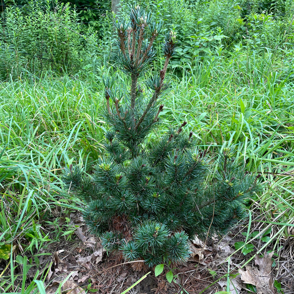 Pinus parviflora, 'Miyajama' dwarf Japanese white pine – Cricket