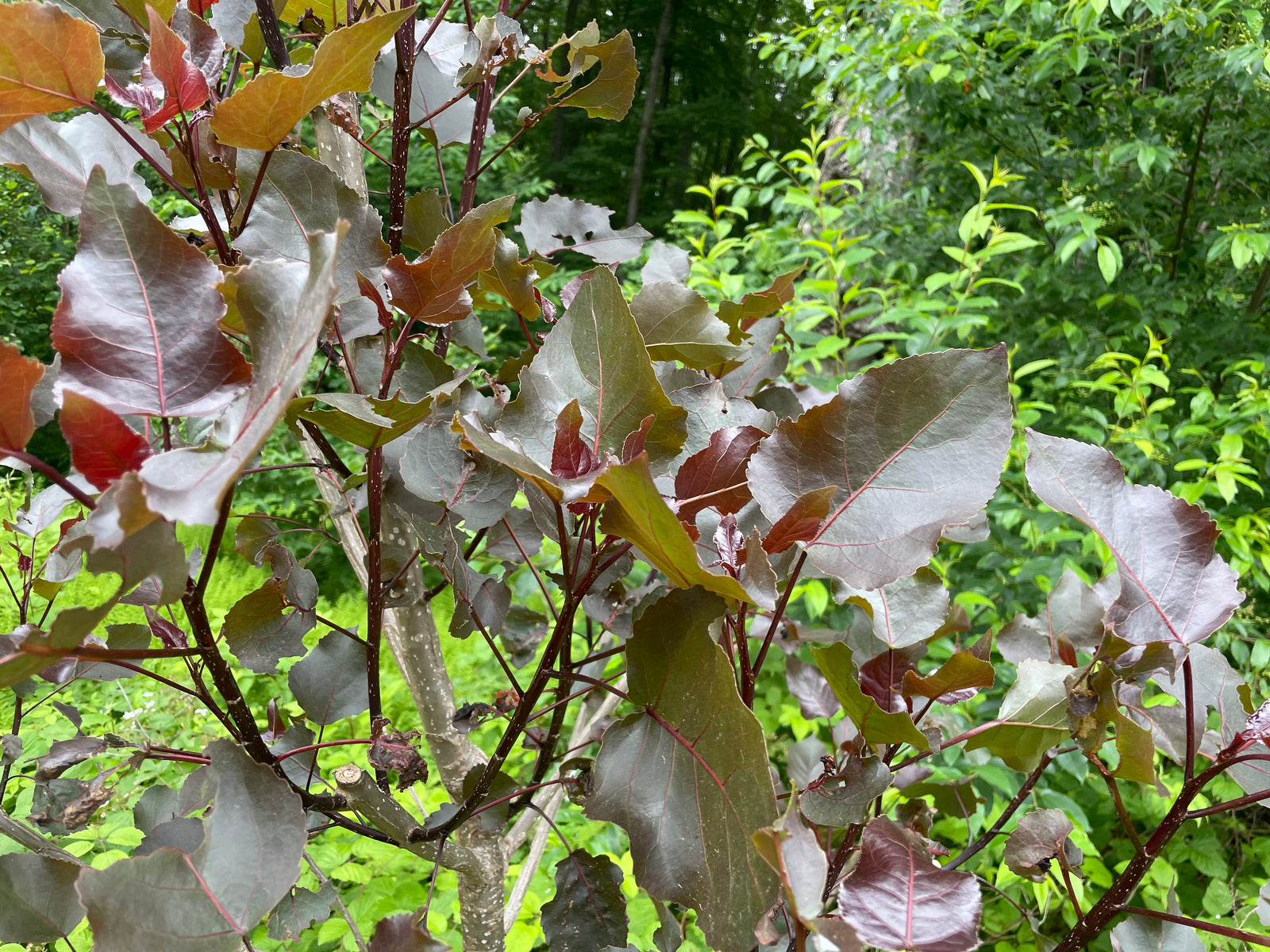Populus Detoides