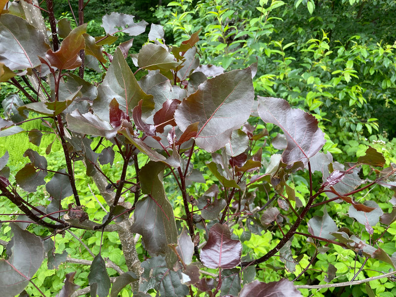 Populus deltoides, ‘Purple Tower’ Purple Tower Eastern Cottonwood