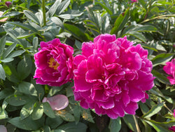 Paeonia lactiflora, 'Purple Goose Flying in the Frost' Chinese herbaceous peony