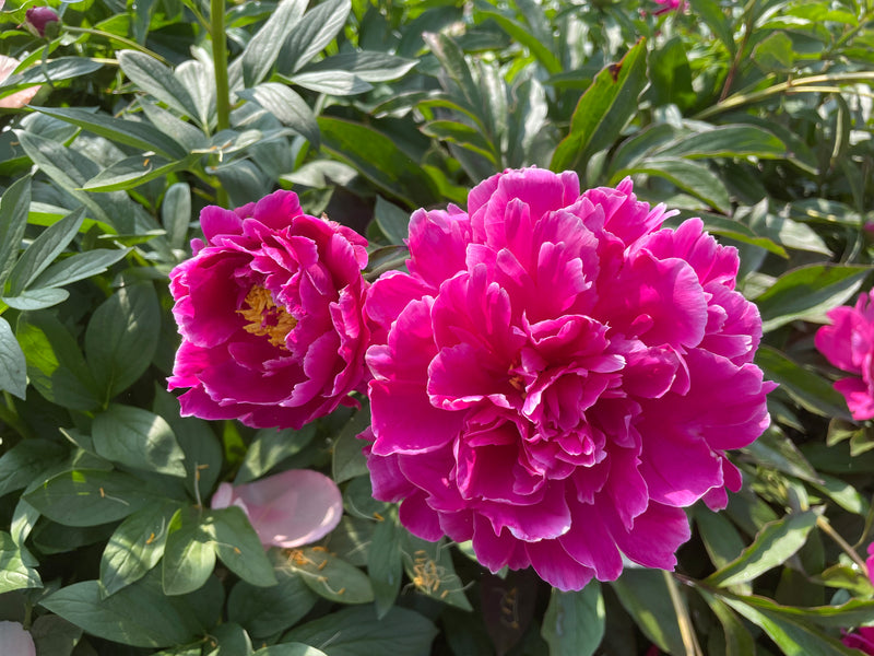 Paeonia lactiflora, 'Purple Goose Flying in the Frost' Chinese herbaceous peony