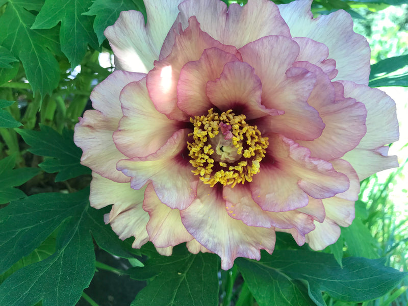 Paeonia, Solaris 134 hybrid tree peony SPECIMEN PLANT – Cricket