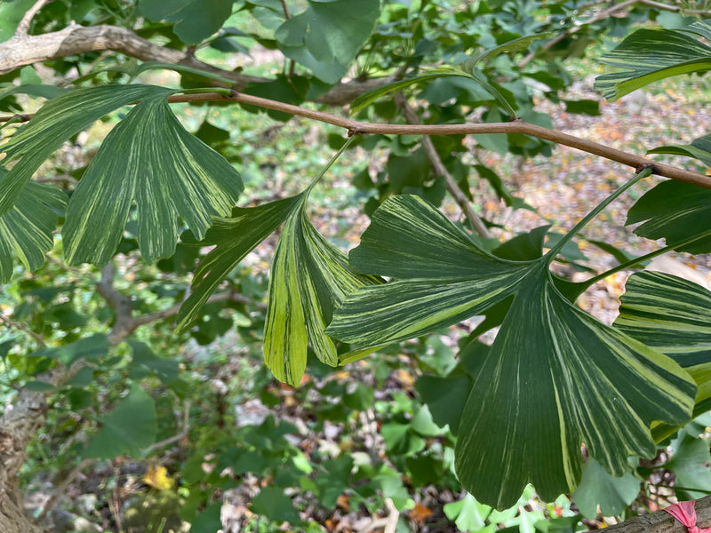 Ginkgo biloba, 'Summer Rainbow'
