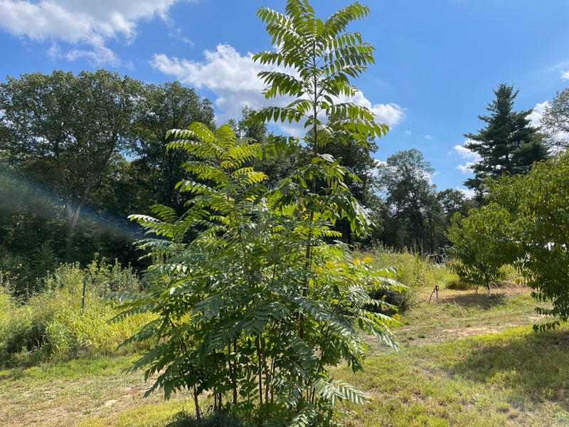 Toona sinensis, Chinese toon tree – Cricket Hill Garden