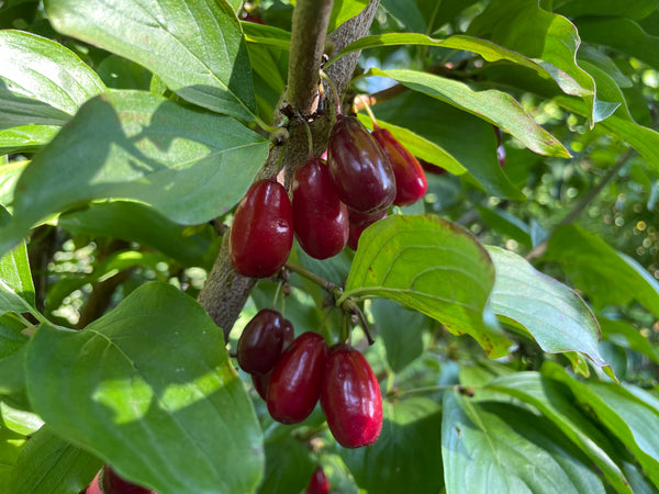 Cornus, 'Vavilovets' cornelian cherry