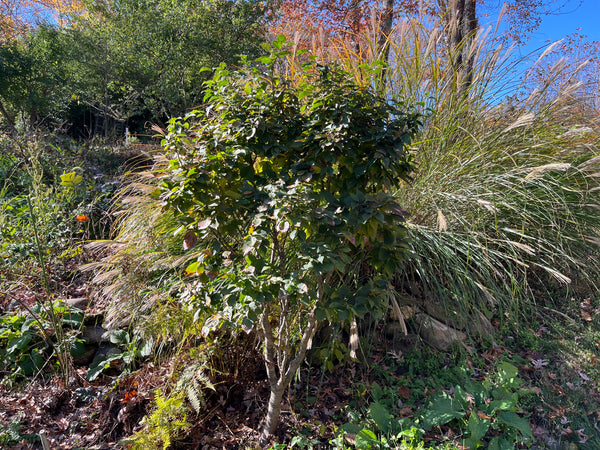 Zelkova serrata, 'Goblin' Dwarf Japanese Zelkova
