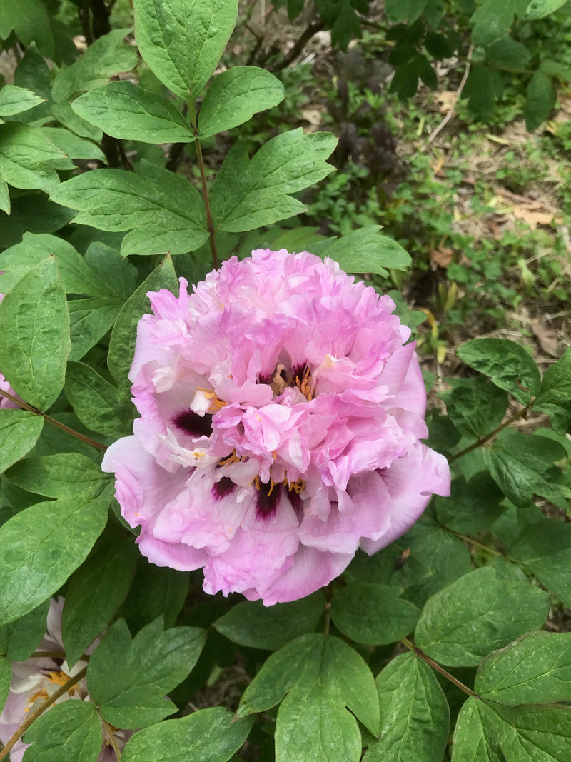 Paeonia, 'Spring Serenade' tree peony