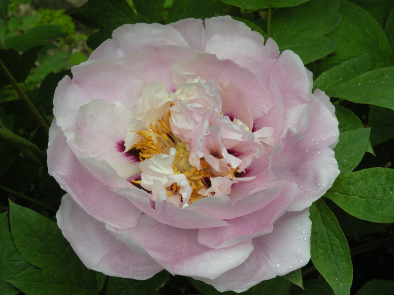 Paeonia, 'Spring Serenade' tree peony