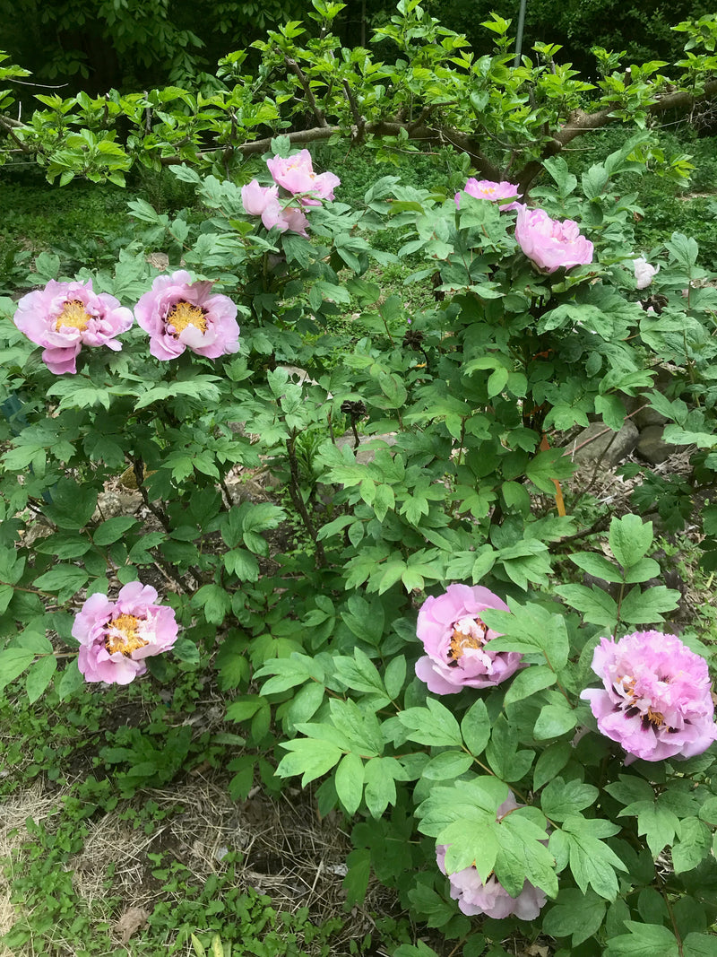 Paeonia, 'Spring Serenade' tree peony