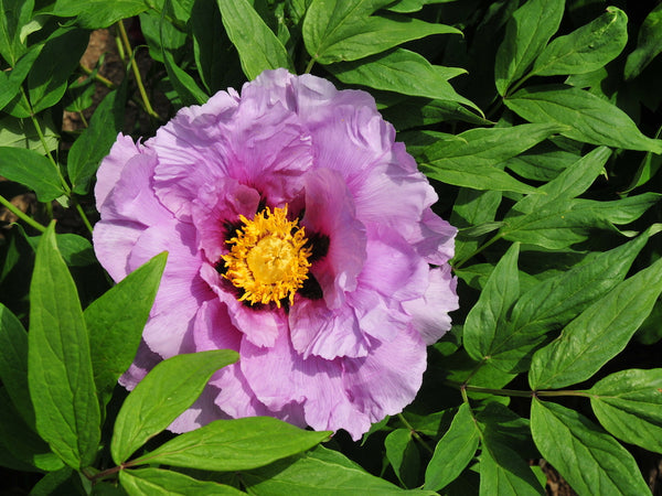 Paeonia, Magical Mystery Seed Grown Tree Peony