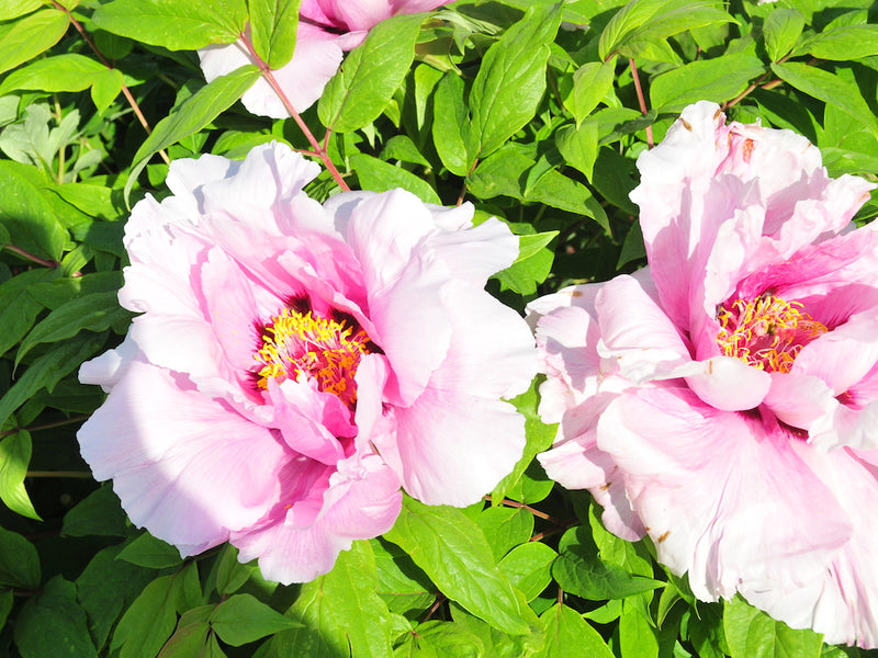Paeonia, Magical Mystery Seed Grown Tree Peony
