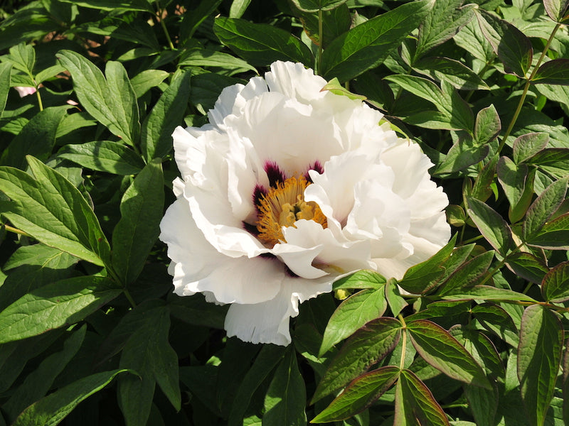 Paeonia, Magical Mystery Seed Grown Tree Peony