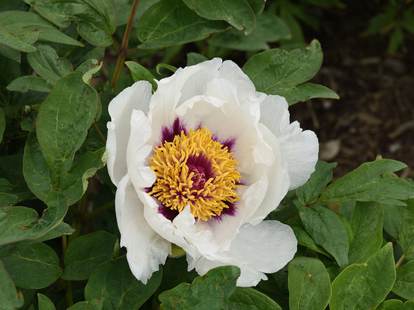 Paeonia, White Lotus, tree peony, in 4 size variants
