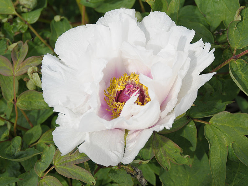 Paeonia, Magical Mystery Seed Grown Tree Peony